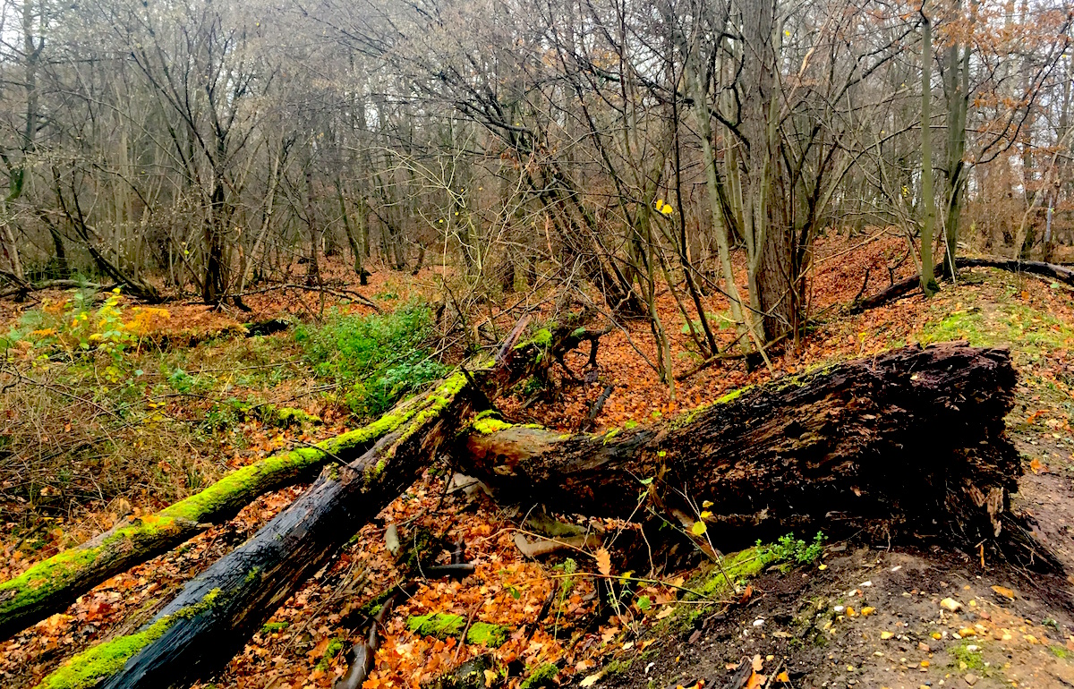 hambacher forst