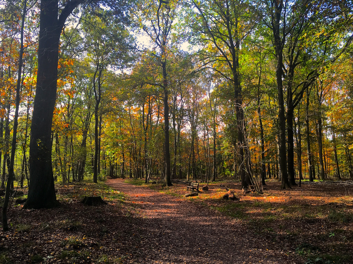 herbstwald1