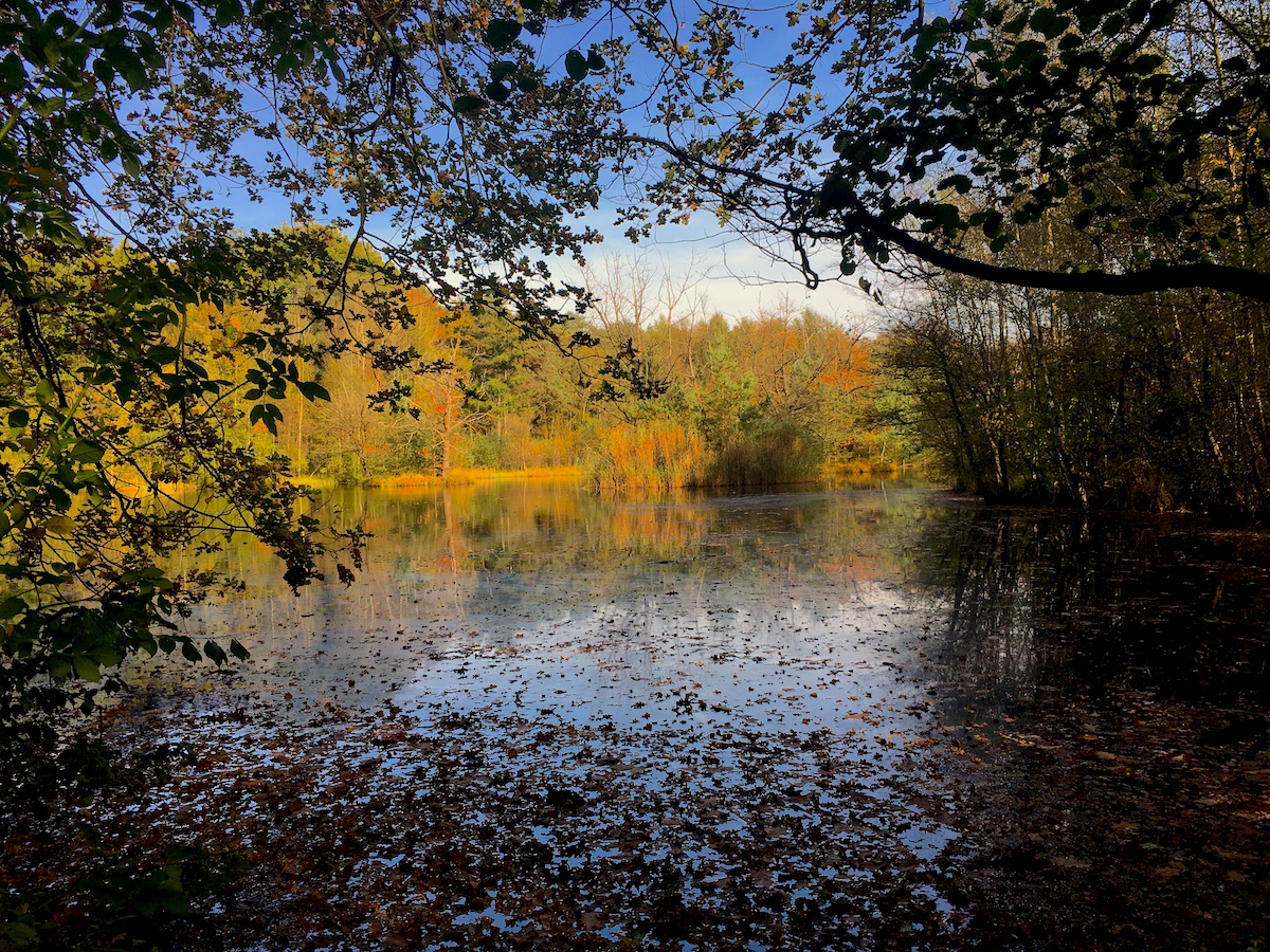 herbstwald2
