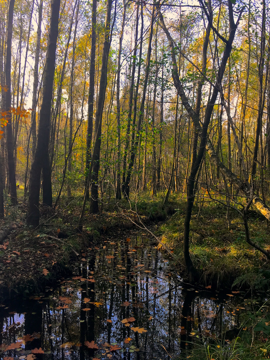 herbstwald4