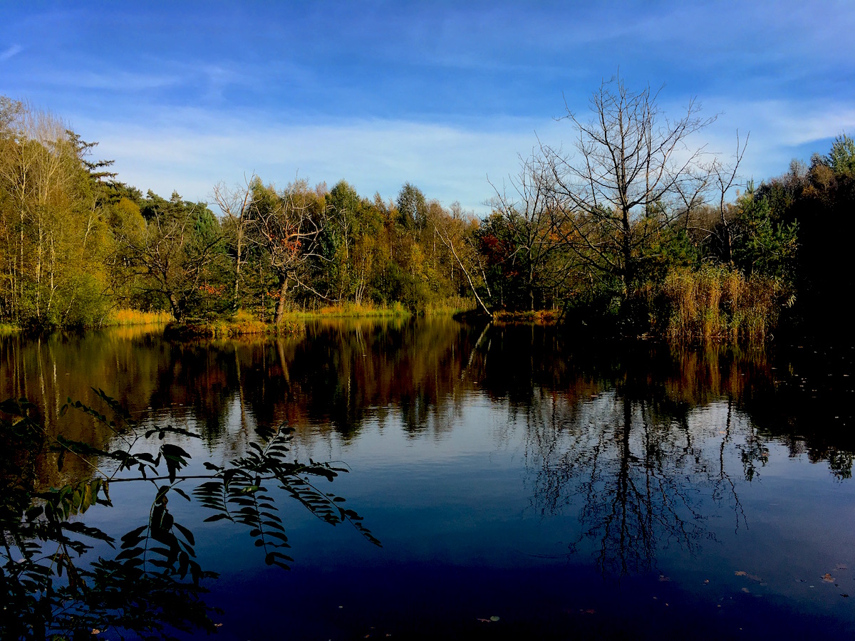 herbstwald5