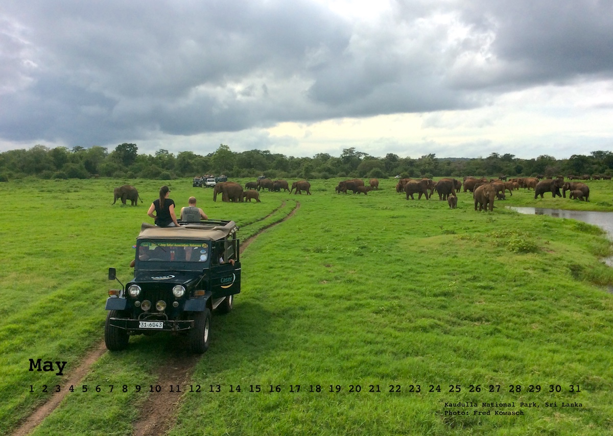 5 sri lanka safari Kopie